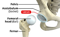 Anatomy of the Hip Joint