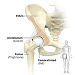  Hip Anatomy