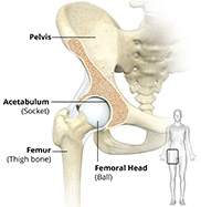 Hip Joint