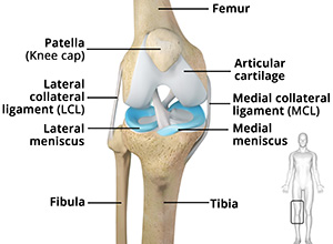 Knee Anatomy