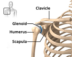 Shoulder Anatomy