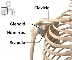 Anatomy of the Shoulder